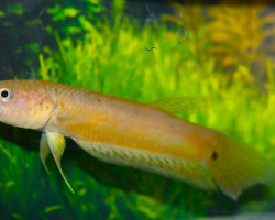 Betta Unimaculata M