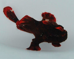 Antennarius Pictus Ml