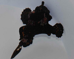 Antennarius Spp. (Black) Ml