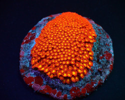 Goniopora Minor (Mickey Mouse) Xs