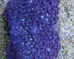 Goniopora Spp. (Blue) (Premium) Ml