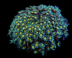 Goniopora Spp. (Orange Center) Ml