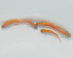 Chrysiptera Rex M