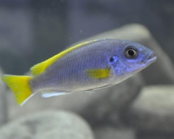 Pseudotropheus Acei Luwala 7-8