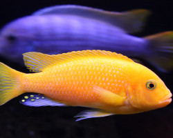 Pseudotropheus Zebra Red + Blue 10-13Cm