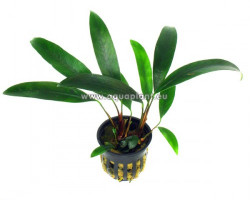 Anubias Afzeli