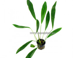 Anubias Lanceolata