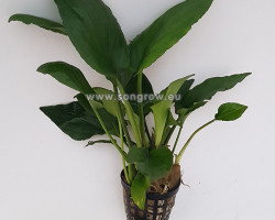 Lagenandra Sp Green