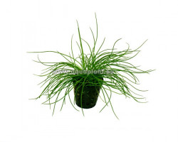 Littorella Uniflora