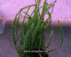 Mayaca Fluviatilis