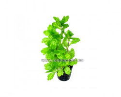 Shinnersia Yellow-Green