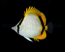Chaetodon Selene Ml