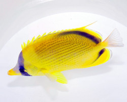 Chaetodon Semeion M