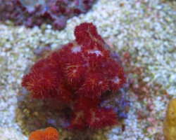Dendronepthea Spp. Xs
