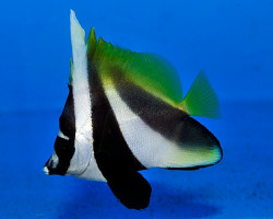 Heniochus Monoceros M