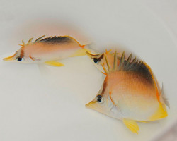 Prognathodes Aculeatus Ml