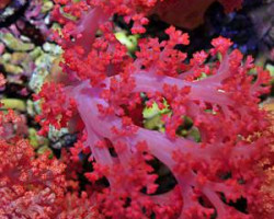 Scleronephthya Spp. S
