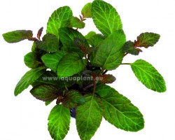 Hyptis Lorentziana