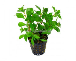Ludwigia Repens