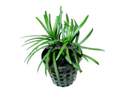 Ophiopogon Kyoto