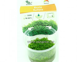 Riccia Fluitans
