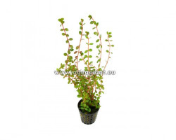 Rotala Indica