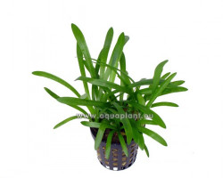 Sagittaria Subulata