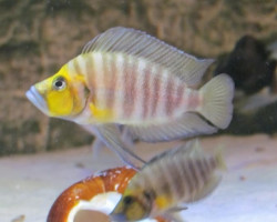Altolamprologus Compressiceps Gold Head 4Cm