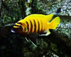 Metriaclima Zebra Gold Kawanga Male 10-15