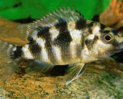 Placidochromis Milomo/Labrosus Super Vc 10 5-6 Cm
