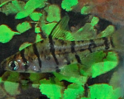 Eirmotus Octozona L