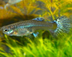 Guppy Snakeskin Blue Mosaic  M