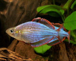 Melanotaenia Praecox S