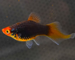 Platy Spitz Mix M