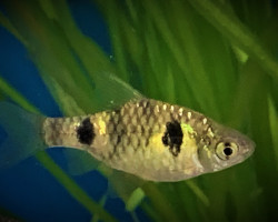 Pethia Phutunio L