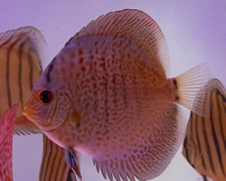 S. Aequifasciatus Eruption S
