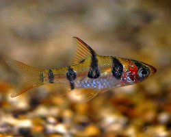 Desmopuntius Rhomboocellatus M/L