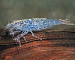Atyoida Pilipes M