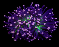 Euphyllia Cristata (Joker) (P/H) Xs