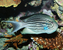 Genicanthus Lamarck M