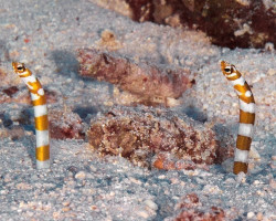 Gorgasia Preclara M