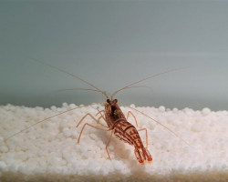 Lysmata Vittata M