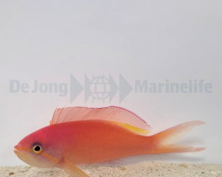 Nemanthias Ignitus M