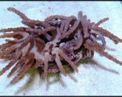 Paralemnalia Spp. M