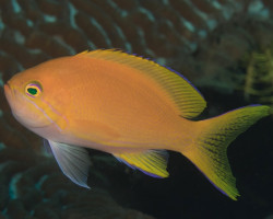 Pseudanthias Pleurotaenia (Maschio) L