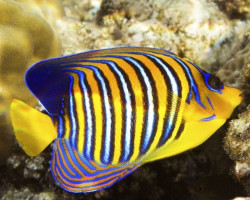 Pygoplites Diacanthus (Indian/Red Sea) Ml