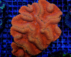 Symphyllia Spp. (Orange-Red) (Premium) M