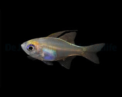 Zoramia Leptacanthus M