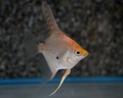 P. Scalare Gold Marble L