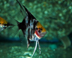 P. Scalare Marble Goldhead L